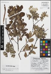 Foto von Salix aurita L. x Salix lapponum L.
